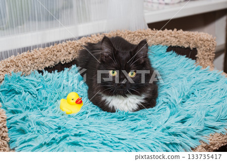 Young black kitten is lying with a toy on a blue blanket Young black kitten is lying with a toy on a blue blanket 133735417