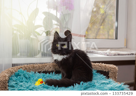 Small black kitten sits on the bed Small black kitten sits on the bed 133735429