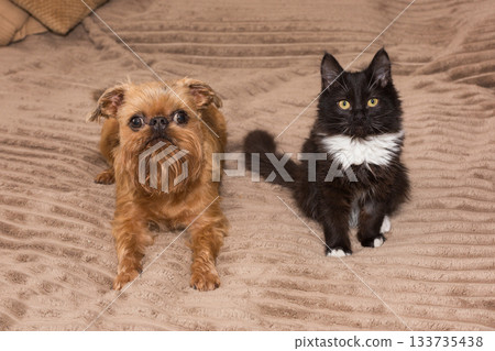Black kitten and Griffon dog are lying together. Black kitten and Griffon dog are lying together. 133735438