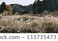 一座鄉村山巒，日本蒲葦隨風搖曳。 133735473