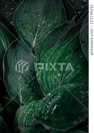 Lush green leaves with droplets of water, creating a refreshing and tranquil atmosphere. Perfect for nature lovers, interior design, or wellness themes 133736291