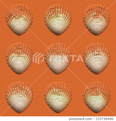 Single scallop shell rests under the summer sun on light-colored sand, viewed from above. Single scallop shell rests under the summer sun on light-colored sand, viewed from above. 133736406