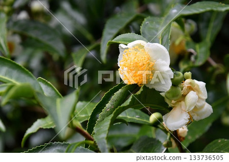 茶花 茶花 133736505