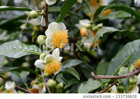 Tea flower Tea flower 133736628