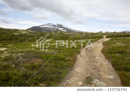 Hiking on the musk ox trail at Dovrefjell-Sunndalsfjella National Park in Norway during summer with scenic mountain views Hiking on the musk ox trail at Dovrefjell-Sunndalsfjella National Park in Norway during summer with scenic mountain views 133736742