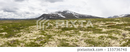 Explore the vast landscapes of Dovrefjell Sunndalsfjella National Park in Norway during the summer months with blooming flora and soaring mountains 133736748