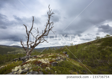 Exploring the rugged terrain of Dovrefjell Sunndalsfjella National Park in Norway under dramatic skies 133736754