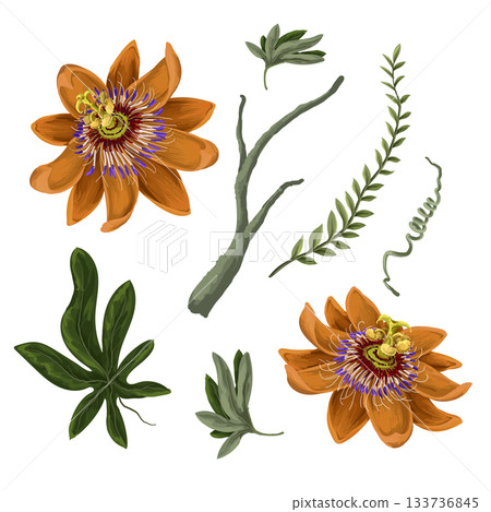 Passiflora tropical flower vector pattern with exotic leaves and jungle plants Passiflora tropical flower vector pattern with exotic leaves and jungle plants 133736845