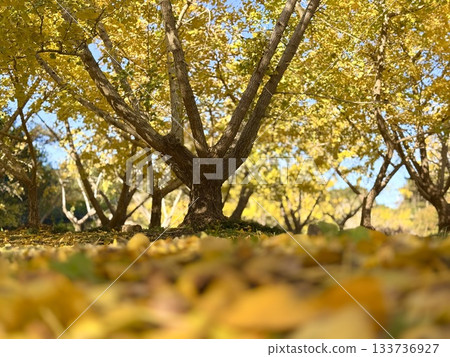 Ginkgo ginkgo Ginkgo ginkgo 133736927