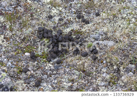 Reindeer Droppings on Tundra in Dovrefjell-Sunndalsfjella National Park 133736929