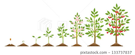 Cherry tree growth stages 133737837