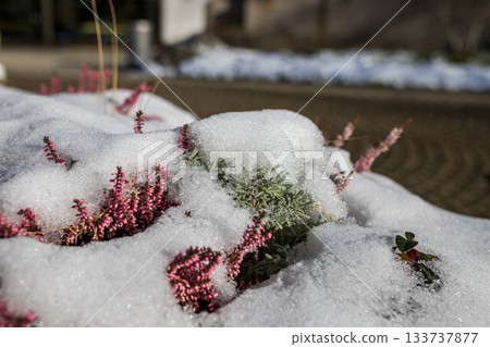 Bright pink heather flowers emerging through melting snow, capturing a striking contrast of winter frost and early seasonal growth in natural sunlight. Bright pink heather flowers emerging through melting snow, capturing a striking contrast of winter frost and early seasonal growth in natural sunlight. 133737877