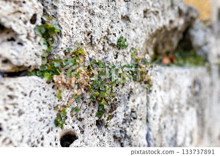Small green plants growing through the porous surface of an old stone wall, showing natural resilience and detailed texture in a close-up view. 133737891
