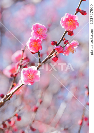 梅花(Karin李子) 梅花(Karin李子) 133737960