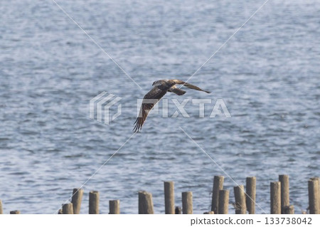 A Marsh Harrier Flying Over the Riverbank A Marsh Harrier Flying Over the Riverbank 133738042