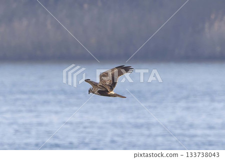 A Marsh Harrier Flying Over the Riverbank A Marsh Harrier Flying Over the Riverbank 133738043