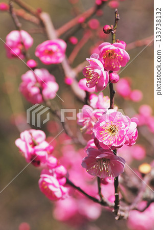 梅花（Yae Matsushima） 133738132