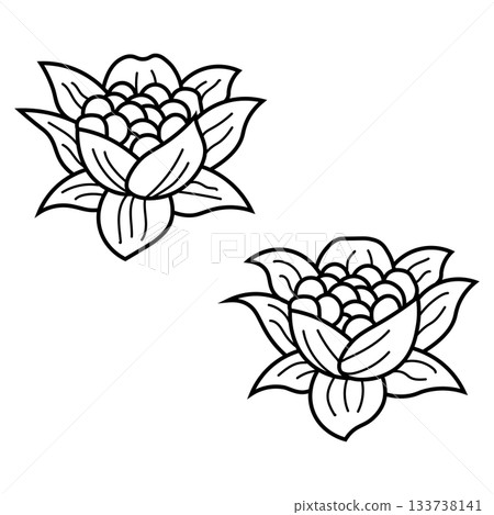 Line drawing illustration of butterbur, spring wild vegetable plant material Line drawing illustration of butterbur, spring wild vegetable plant material 133738141