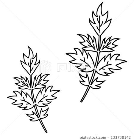 Spring mountain vegetable mugwort line drawing illustration 133738142