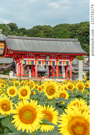 夏日的向日葵花田裝點著曼甘吉寺。 133738174
