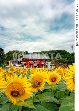 夏日的向日葵花田裝點著曼甘吉寺。 夏日的向日葵花田裝點著曼甘吉寺。 133738177