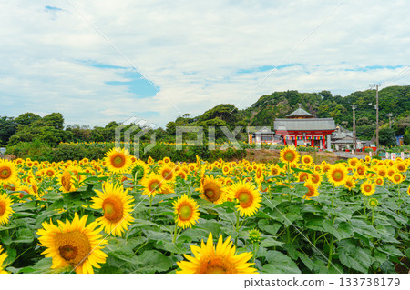 夏日的向日葵花田裝點著曼甘吉寺。 夏日的向日葵花田裝點著曼甘吉寺。 133738179
