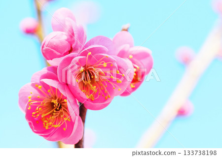 Plum blossoms (Yae Matsushima) Plum blossoms (Yae Matsushima) 133738198