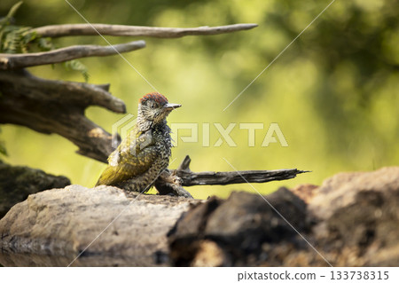 European Green Woodpecker (Picus viridis) - Found in European Woodlands ,an insectivorous passerine bird 133738315