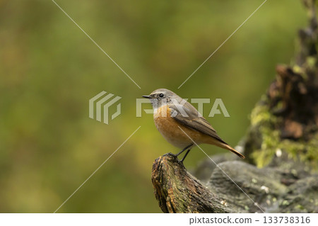 Common redstart perched on branch of tree branch (Phoenicurus phoenicurus). Beautiful bird perched on branch of tree in the forest. Wildlife in nature.  Czech republic 133738316