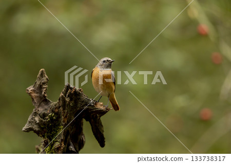 Common redstart perched on branch of tree branch (Phoenicurus phoenicurus). Beautiful bird perched on branch of tree in the forest. Wildlife in nature. Czech republic Common redstart perched on branch of tree branch (Phoenicurus phoenicurus). Beautiful bird perched on branch of tree in the forest. Wildlife in nature. Czech republic 133738317