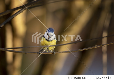 Eurasian Blue Tit perched on branch with colorful background. Cyanistes caeruleus looking for food on blurred bright spring colored background In garden Eurasian Blue Tit perched on branch with colorful background. Cyanistes caeruleus looking for food on blurred bright spring colored background In garden 133738318