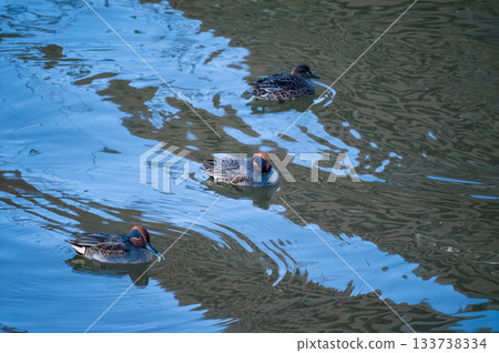 信濃川安城堤壩上的小鴨子 信濃川安城堤壩上的小鴨子 133738334