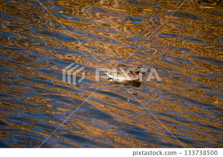 信濃川安城堤壩上的小鴨子 133738500