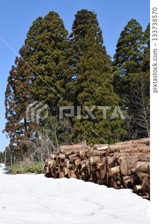 杉木原木降雪被剪掉 133738570