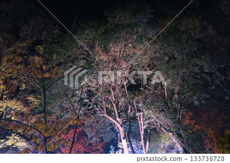 Illuminated autumn leaves at Motofuchie Park 133738728