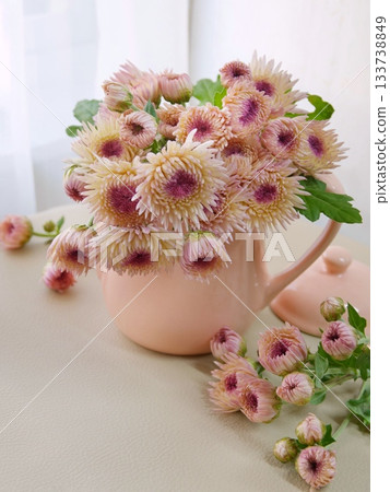 Pink chrysanthemums on the windowsill Pink chrysanthemums on the windowsill 133738849