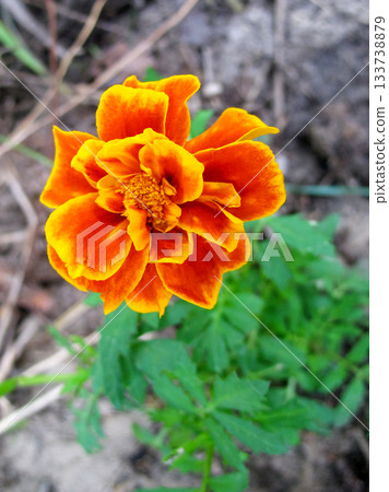 bright orange-yellow marigold, close-up, against a ground background bright orange-yellow marigold, close-up, against a ground background 133738879