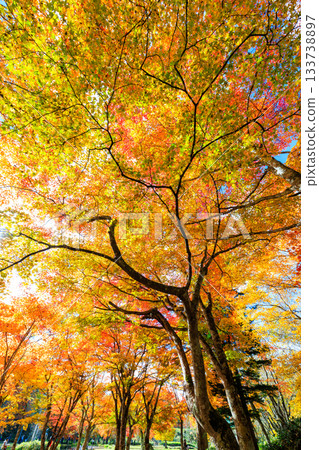 Autumn leaves of Hokkaido 133738897