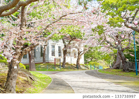 函館公園的櫻花盛開 133738997