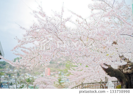 Cherry blossoms at Hakodate Park 133738998