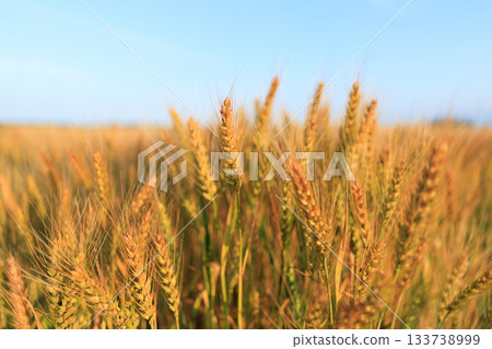 Wheat field Wheat field 133738999
