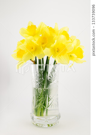 bouquet of yellow daffodils in a glass transparent vase on a white background bouquet of yellow daffodils in a glass transparent vase on a white background 133739096