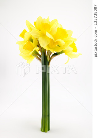 large beautiful bouquet of spring yellow daffodils close-up, on white background large beautiful bouquet of spring yellow daffodils close-up, on white background 133739097