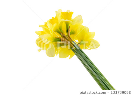 large beautiful bouquet of spring yellow daffodils close-up, on white background large beautiful bouquet of spring yellow daffodils close-up, on white background 133739098