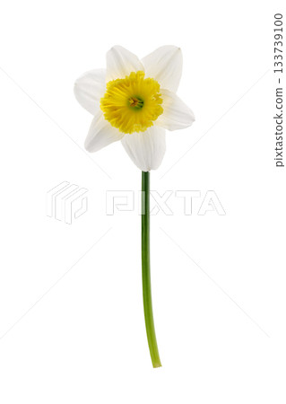 one narcissus flower close up isolated on white background 133739100