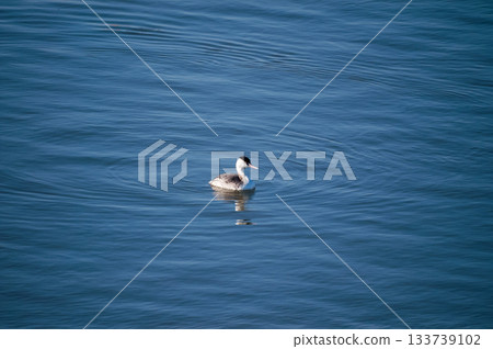 Shinano River, Yasuragi Embankment, Crowned Sea Bream 133739102