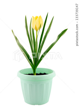 Yellow tulip flower in a green pot isolated on white background, close-up, high sharpness and detail 133739147