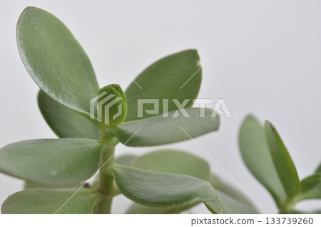 Curio Benkei Curio Benkei 133739260