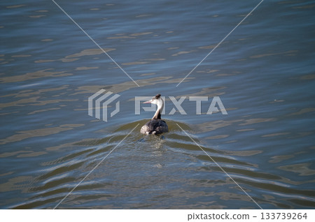 Shinano River, Yasuragi Embankment, Crowned Sea Bream 133739264