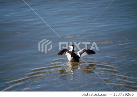 Shinano River, Yasuragi Embankment, Crowned Sea Bream 133739266